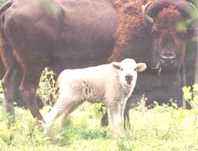 whitebuf.jpg (8675 bytes)