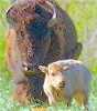 whtcalfmom.jpg (2376 bytes)